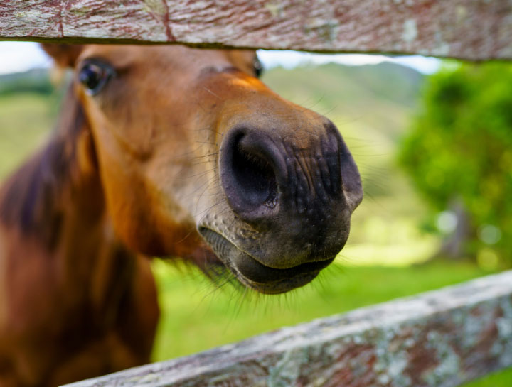 Livestock veterinarian